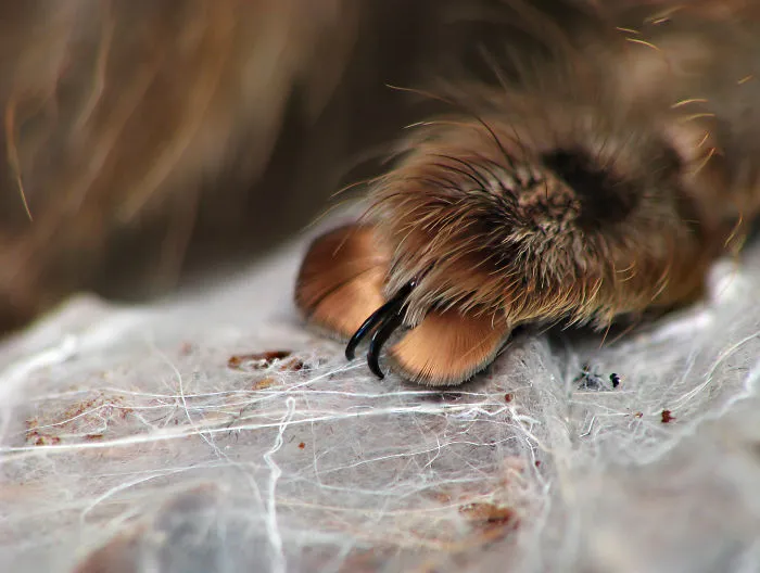 Turns Out, Spiders Have Tiny Paws, And It May Change The Way You Look At Them