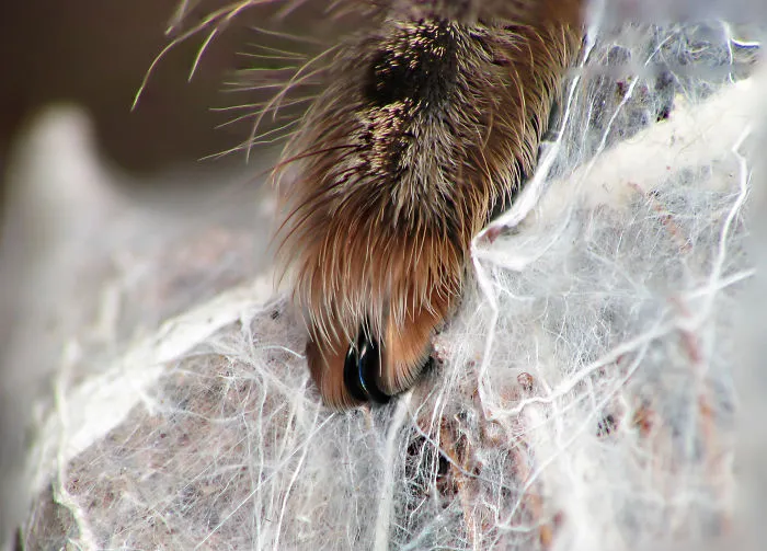 Turns Out, Spiders Have Tiny Paws, And It May Change The Way You Look At Them