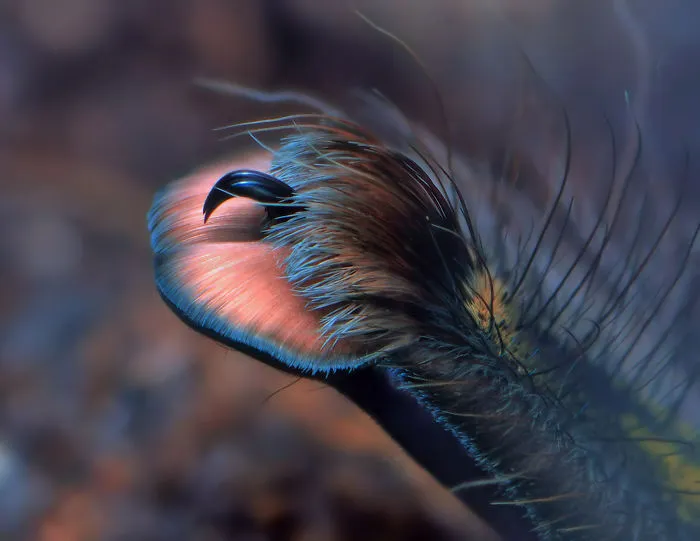 Turns Out, Spiders Have Tiny Paws, And It May Change The Way You Look At Them