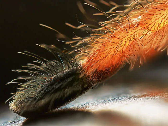Turns Out, Spiders Have Tiny Paws, And It May Change The Way You Look At Them