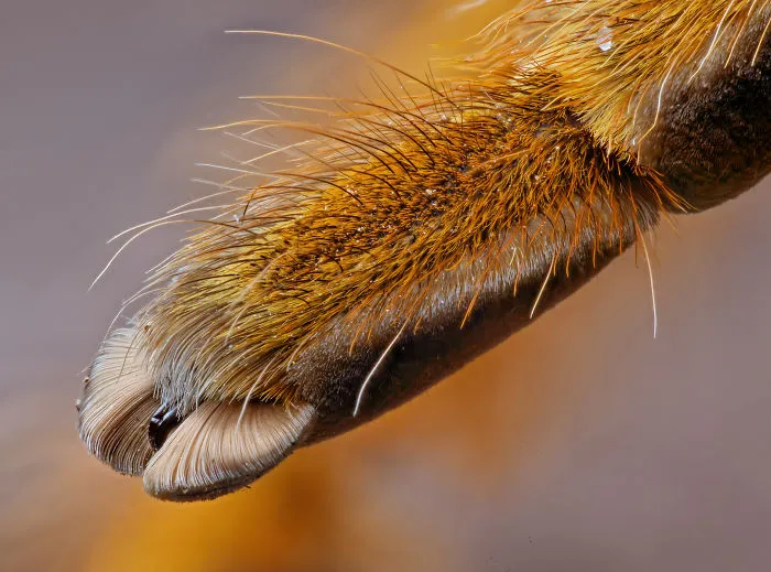 Turns Out, Spiders Have Tiny Paws, And It May Change The Way You Look At Them