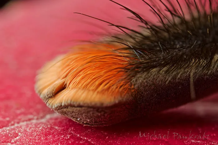 Turns Out, Spiders Have Tiny Paws, And It May Change The Way You Look At Them