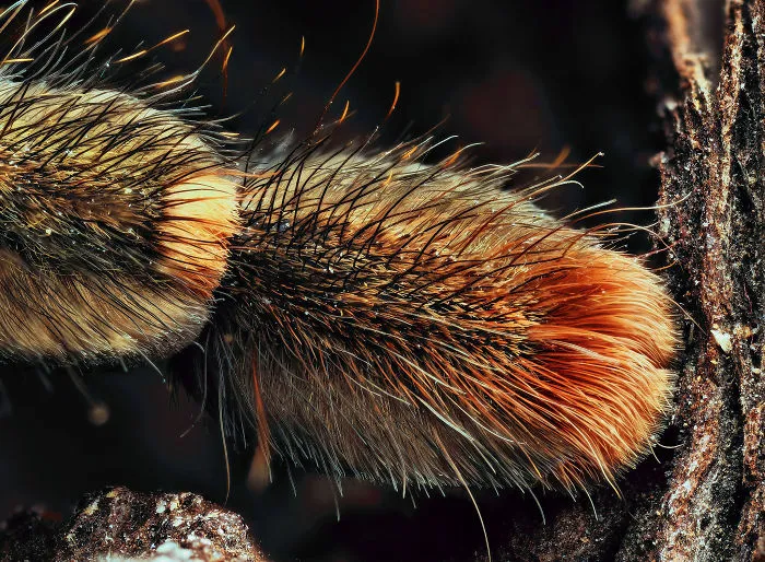 Turns Out, Spiders Have Tiny Paws, And It May Change The Way You Look At Them