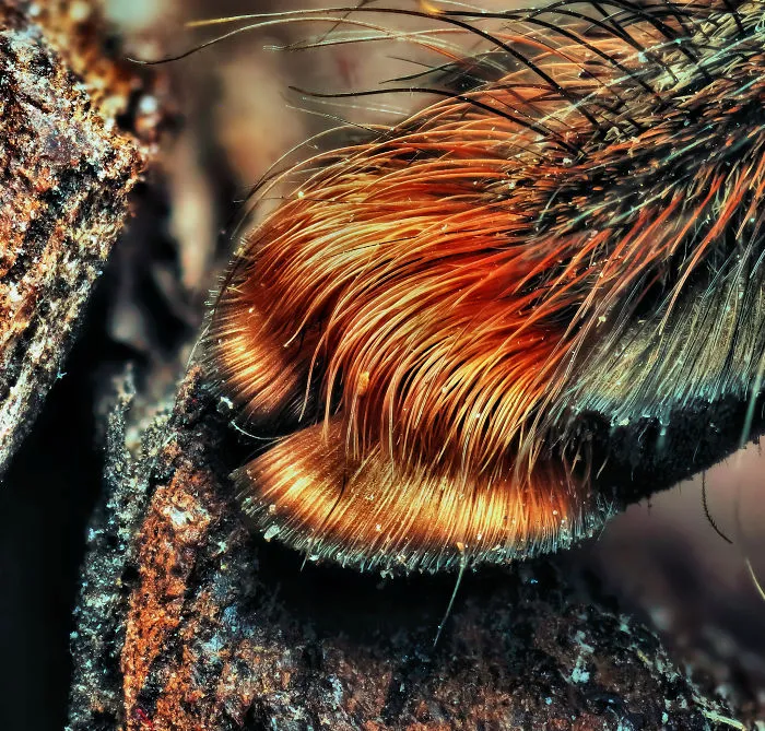 Turns Out, Spiders Have Tiny Paws, And It May Change The Way You Look At Them