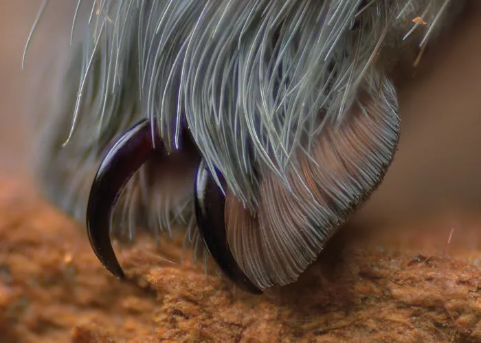 Turns Out, Spiders Have Tiny Paws, And It May Change The Way You Look At Them