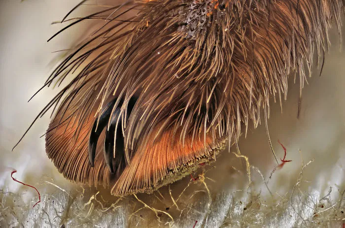 Turns Out, Spiders Have Tiny Paws, And It May Change The Way You Look At Them