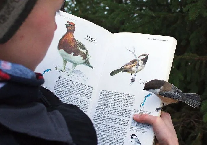 Este pájaro se posó en la página sobre sí mismo