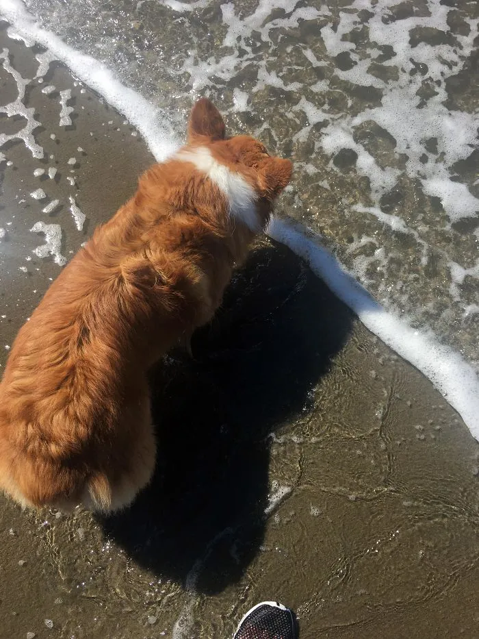 La raya blanca de mi perro se combina con el borde del agua