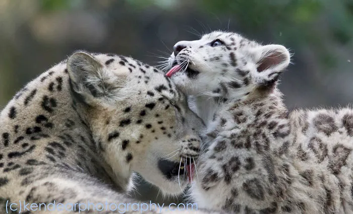 35 Adorable Snow Leopard Photos To Celebrate The Fact That They’re No Longer ‘Endangered’