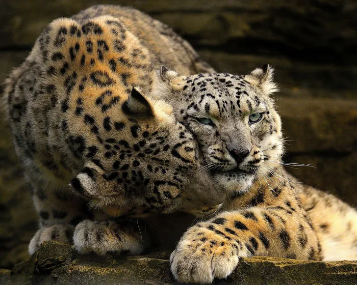 10+ Adorables fotos de leopardos de las nieves para celebrar que ya no son una especie en peligro