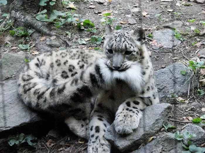 35 Adorable Snow Leopard Photos To Celebrate The Fact That They’re No Longer ‘Endangered’