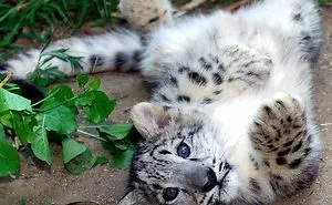35 Adorable Snow Leopard Photos To Celebrate The Fact That They’re No Longer ‘Endangered’