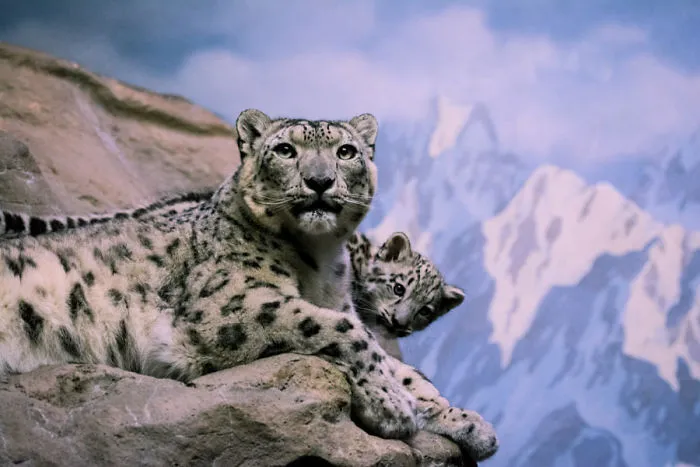 10+ Adorables fotos de leopardos de las nieves para celebrar que ya no son una especie en peligro