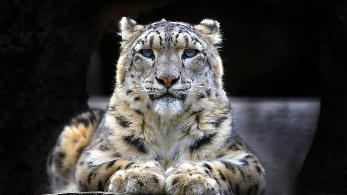 35 Adorable Snow Leopard Photos To Celebrate The Fact That They’re No Longer ‘Endangered’