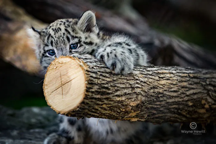 10+ Adorables fotos de leopardos de las nieves para celebrar que ya no son una especie en peligro