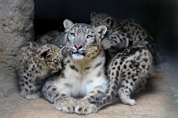 35 Adorable Snow Leopard Photos To Celebrate The Fact That They’re No Longer ‘Endangered’