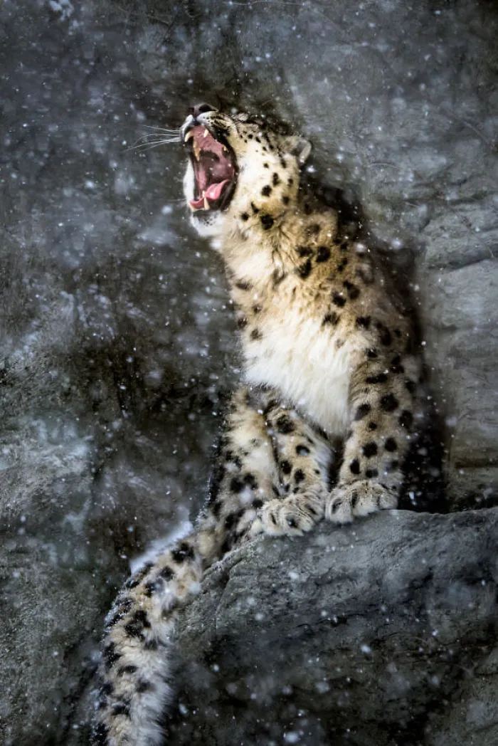 35 Adorable Snow Leopard Photos To Celebrate The Fact That They’re No Longer ‘Endangered’