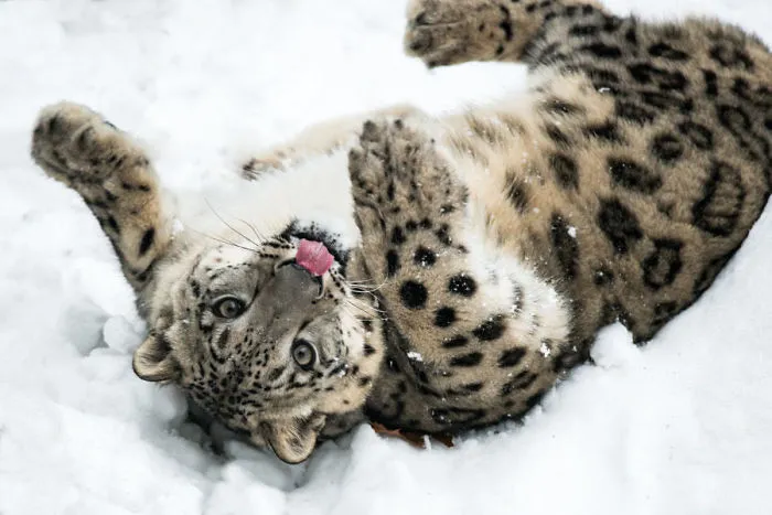 35 Adorable Snow Leopard Photos To Celebrate The Fact That They’re No Longer ‘Endangered’