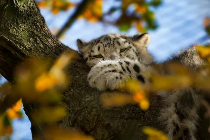 10+ Adorables fotos de leopardos de las nieves para celebrar que ya no son una especie en peligro