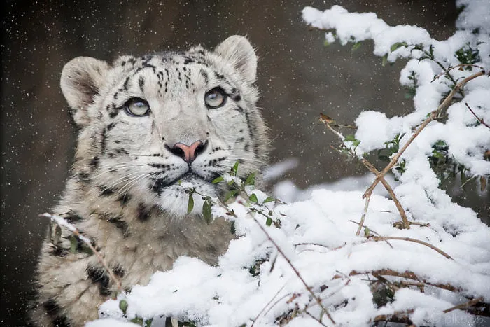 35 Adorable Snow Leopard Photos To Celebrate The Fact That They’re No Longer ‘Endangered’