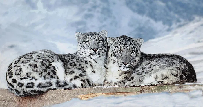 35 Adorable Snow Leopard Photos To Celebrate The Fact That They’re No Longer ‘Endangered’