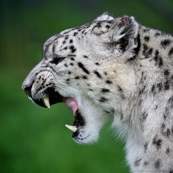 10+ Adorables fotos de leopardos de las nieves para celebrar que ya no son una especie en peligro