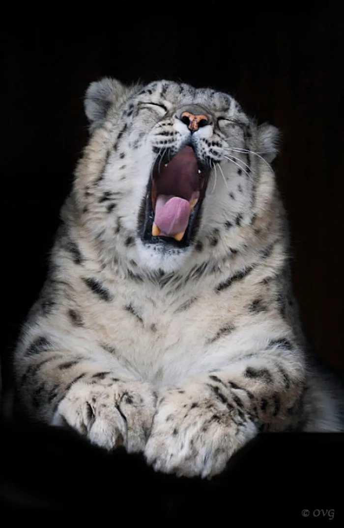 10+ Adorables fotos de leopardos de las nieves para celebrar que ya no son una especie en peligro