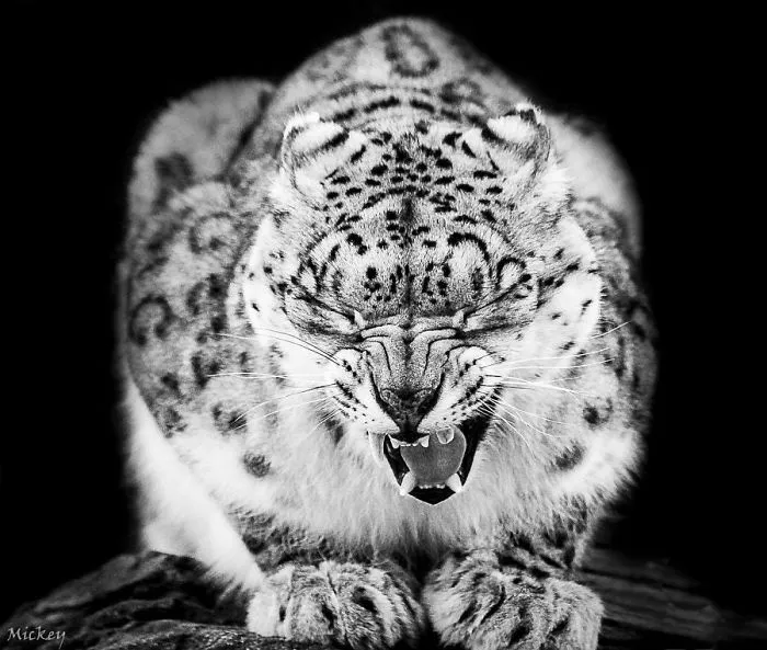 10+ Adorables fotos de leopardos de las nieves para celebrar que ya no son una especie en peligro