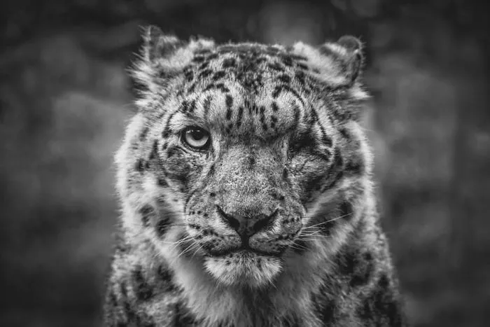 35 Adorable Snow Leopard Photos To Celebrate The Fact That They’re No Longer ‘Endangered’