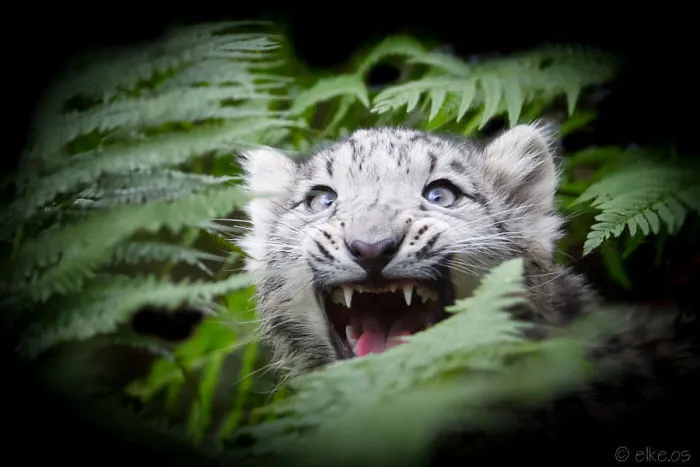 10+ Adorables fotos de leopardos de las nieves para celebrar que ya no son una especie en peligro