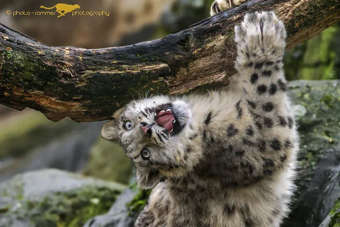 10+ Adorables fotos de leopardos de las nieves para celebrar que ya no son una especie en peligro