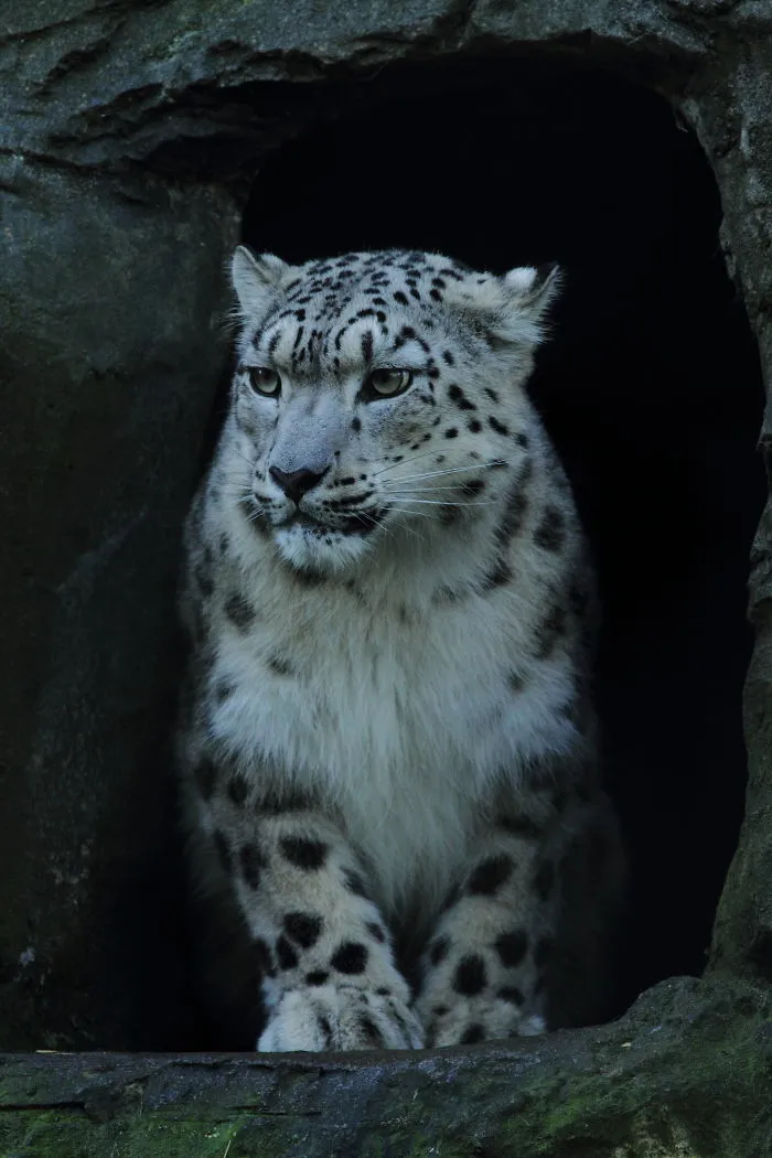 10+ Adorables fotos de leopardos de las nieves para celebrar que ya no son una especie en peligro