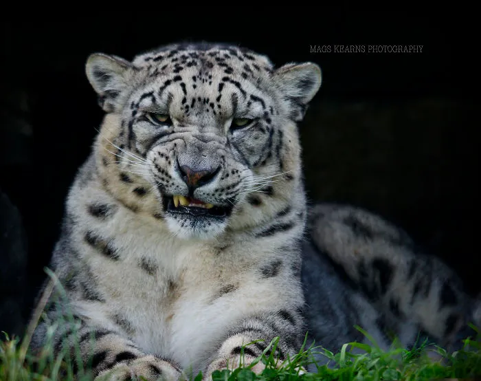 10+ Adorables fotos de leopardos de las nieves para celebrar que ya no son una especie en peligro