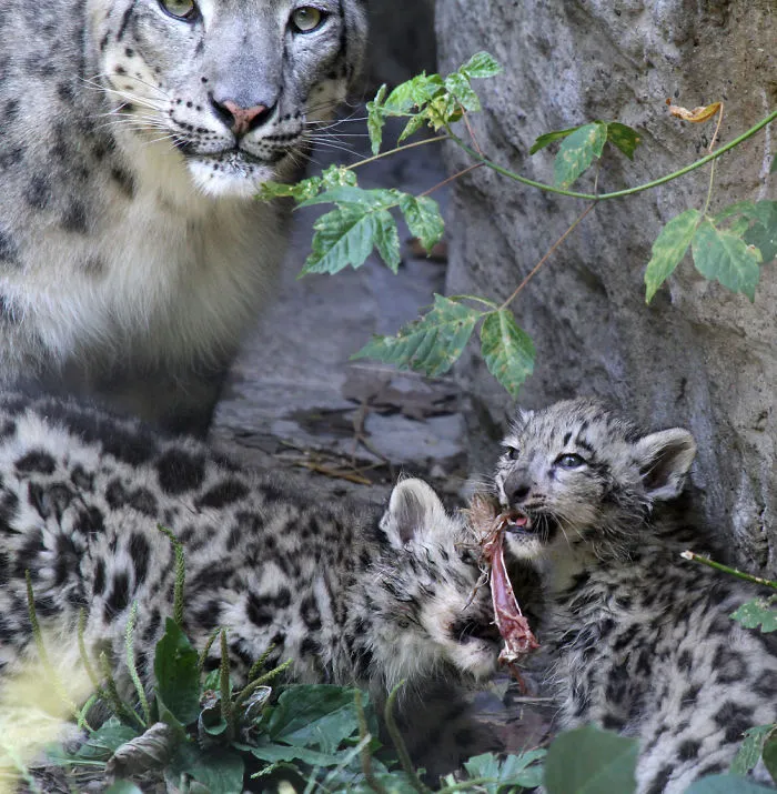 10+ Adorables fotos de leopardos de las nieves para celebrar que ya no son una especie en peligro