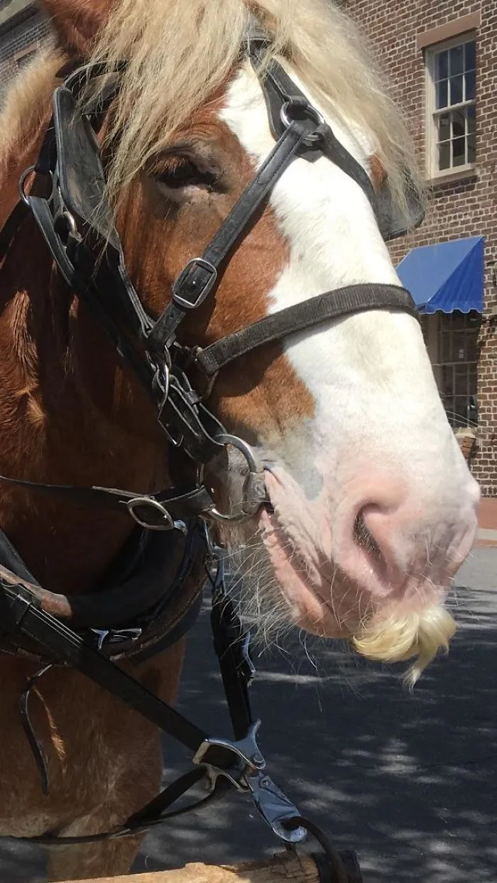 Si estás triste, solo tienes que ver cómo les crece el bigote a los caballos