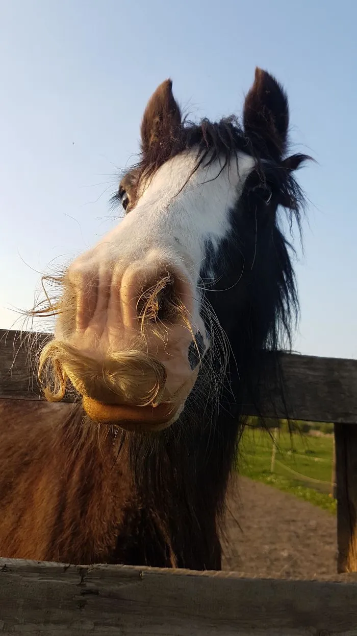 Si estás triste, solo tienes que ver cómo les crece el bigote a los caballos