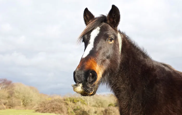 Si estás triste, solo tienes que ver cómo les crece el bigote a los caballos