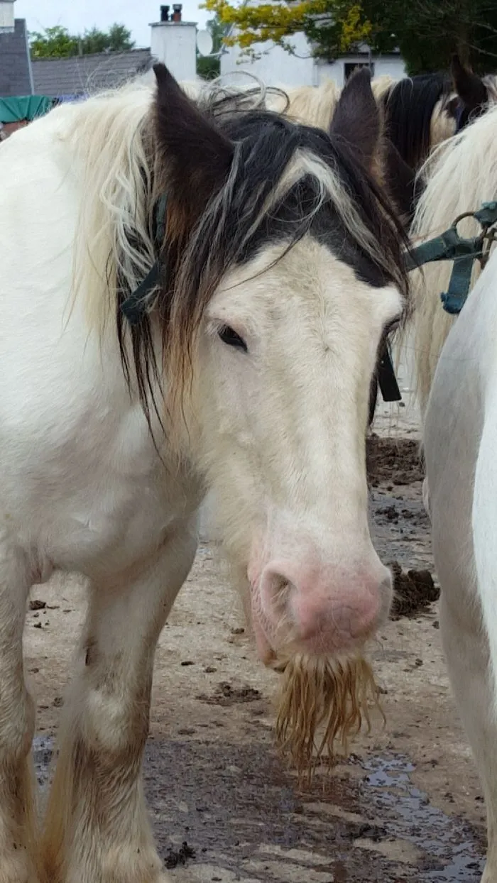 Si estás triste, solo tienes que ver cómo les crece el bigote a los caballos