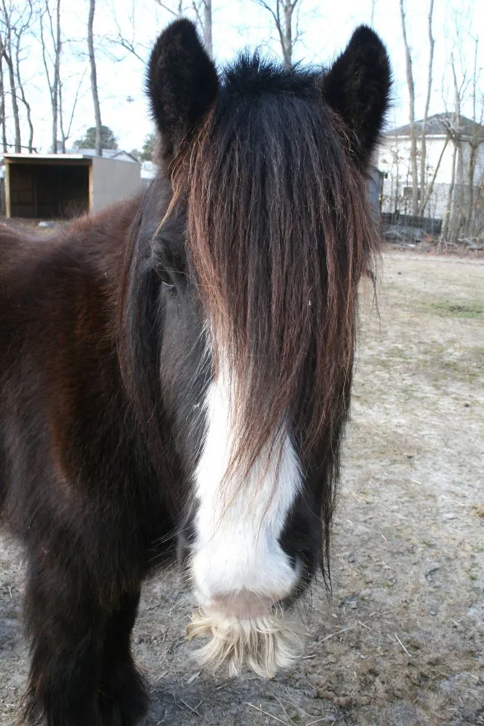 If You Ever Feel Sad, Just Remember That Horses Can Grow Moustaches