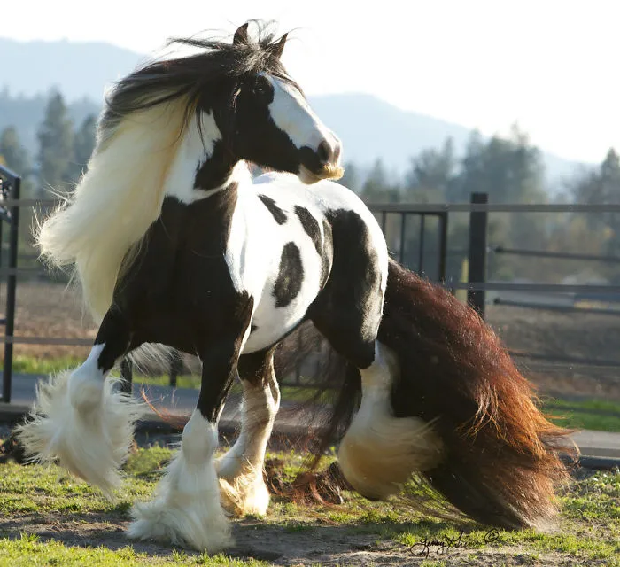 Si estás triste, solo tienes que ver cómo les crece el bigote a los caballos