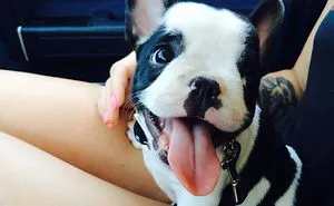 Hey Dog Owners! Share Pictures Of Meeting Your Doggos For The First Time