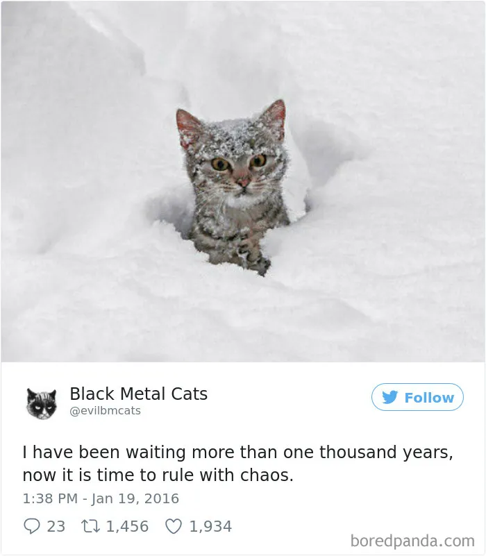 Twitter Account Pairs Cat Pics With Metal Lyrics And It's Just Perfect