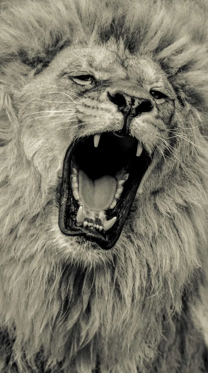 I Photograph Big Cats Roaring