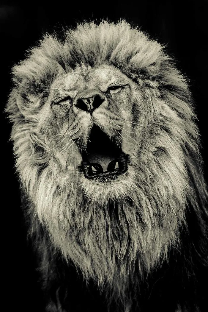 I Photograph Big Cats Roaring