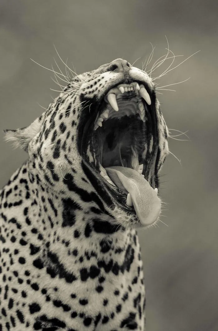 I Photograph Big Cats Roaring