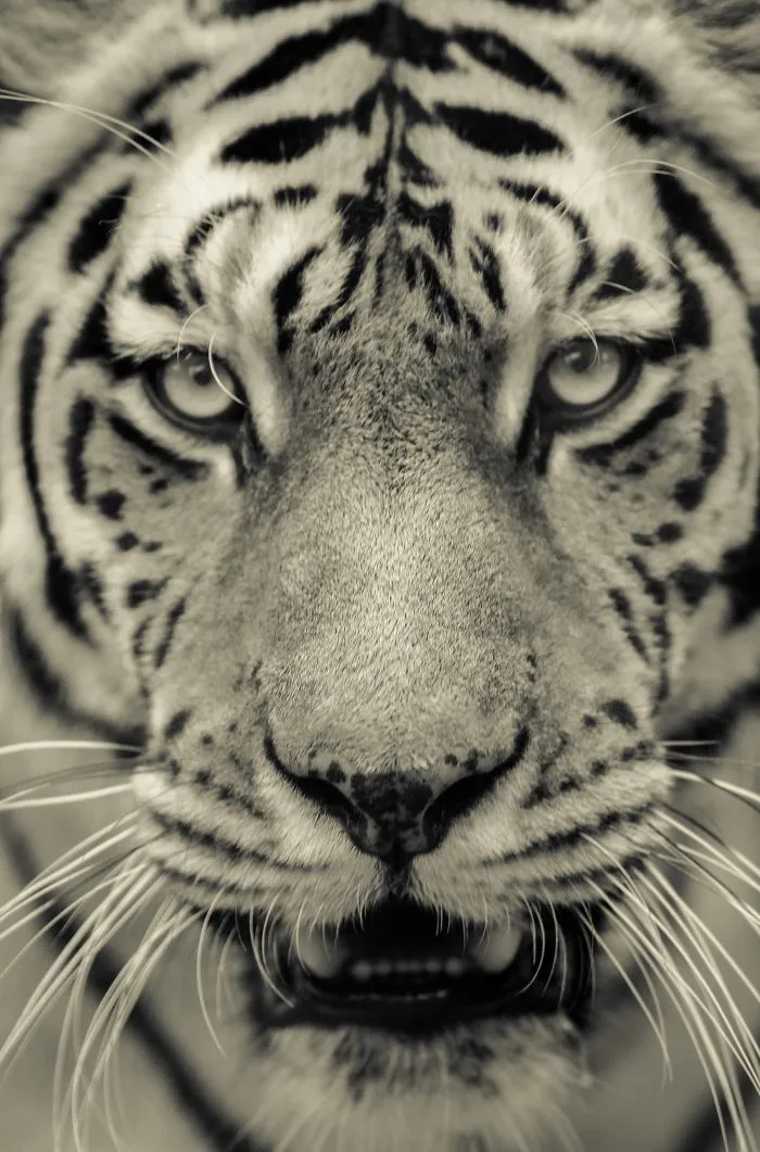 I Photograph Big Cats Roaring