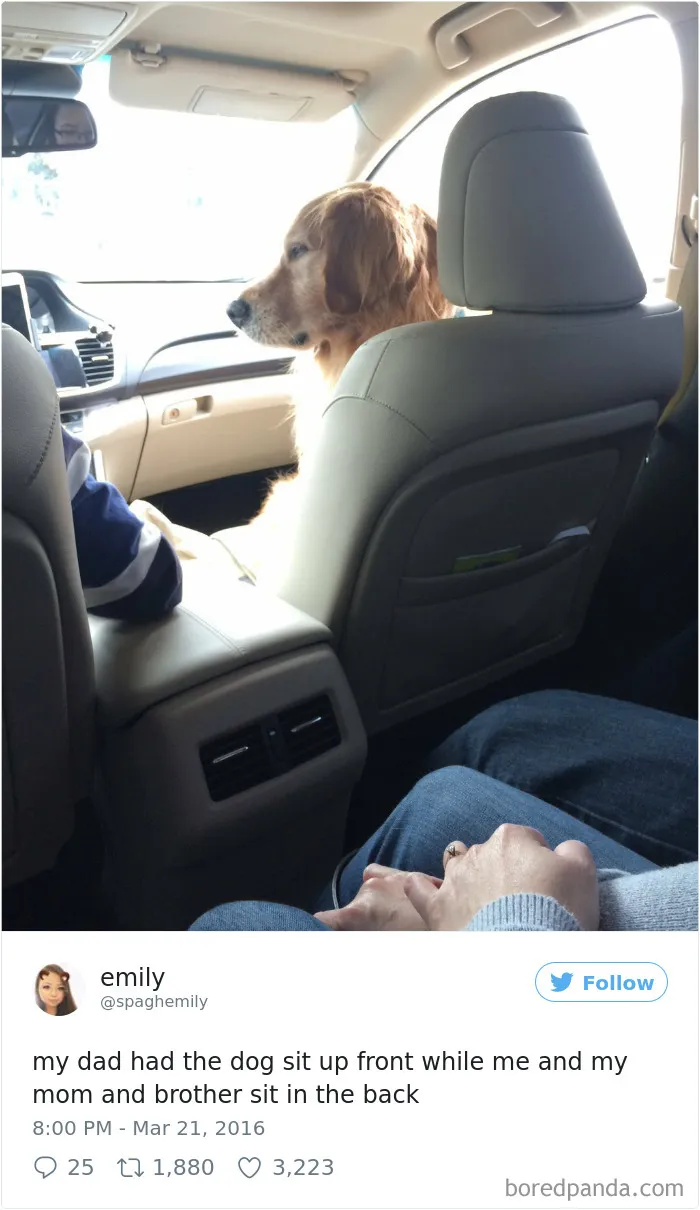 72 Spoiled Dogs That Live Better Than You Ever Will