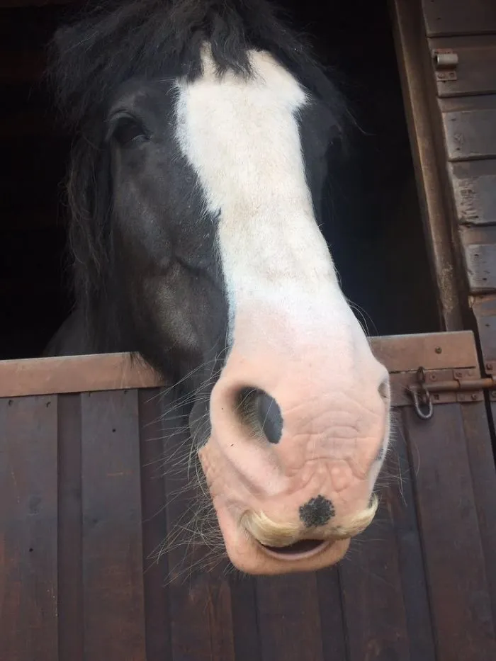 Si estás triste, solo tienes que ver cómo les crece el bigote a los caballos