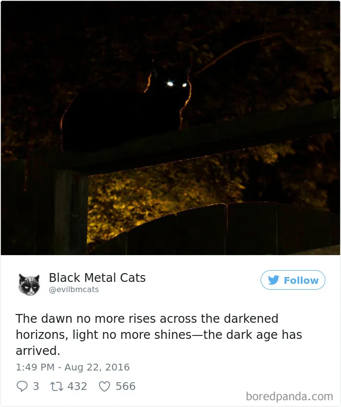 Twitter Account Pairs Cat Pics With Metal Lyrics And It's Just Perfect