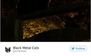 Twitter Account Pairs Cat Pics With Metal Lyrics And It's Just Perfect